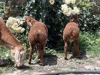 Beran, Arashan sheep — foto 4