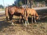Mare, Horses — photo 3
