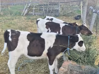 Bull, Cattle — photo 2