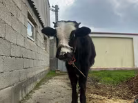 گاو نر, Simmental cattle — عکس 7