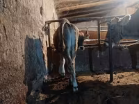 بقرة, Swiss cattle — الصورة 6