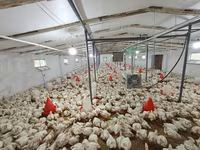 Chickens — fotografija 7