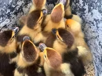 Ducks — عکس 2