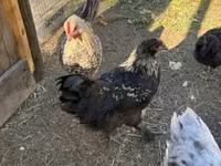 جرزی جاینت — عکس 7