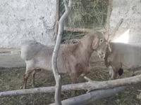 قوچ, Arashan sheep — عکس 1