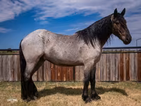 Kůň, Percheron — foto 2