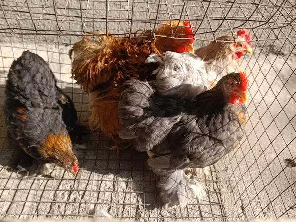 Pekin Bantam