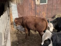 Cattle (batch, sex not specified), Hereford — photo 4