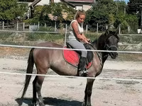 ม้าตัวเมีย, Polish pony — รูปภาพ 5