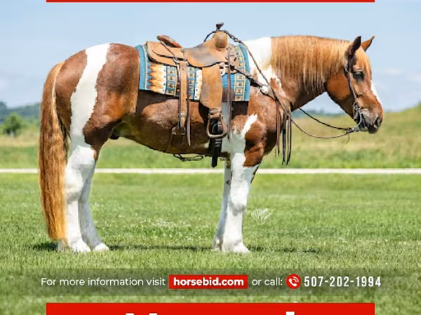 Hengst, Pinto horses
