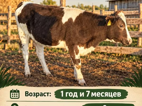 Lembu betina, Simmental cattle