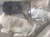 Býk, Swiss cattle — foto 3
