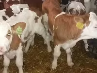 Buğa, Simmental cattle — foto 1