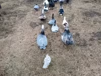Ducks — รูปภาพ 2
