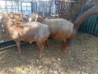 แกะตัวผู้, Hissar sheep — รูปภาพ 7