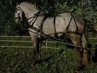گھوڑا, Lipizzaner — تصویر 6