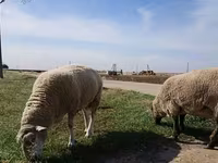 Sheep, Sheep — photo 4