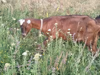 Буз, LaMancha goats — акс 4
