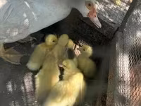 Ducks — ፎቶ 2