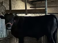 Lembu jantan, Cattle — foto 8