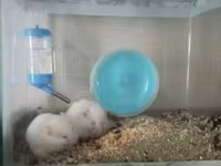 Akvaryum tipli şüşə qəfəsdə iki ağ hamster komplekti. Xüsusiyyətlər — عکس 2