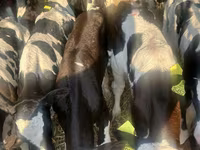 Skot (série, pohlaví neuvedeno), Russian Black pied cattle — foto 2