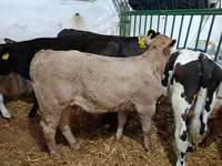 Bou, Bovine — foto 6