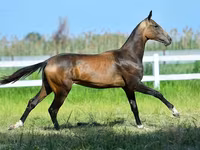 수말, Akhal-Teke — 사진 8