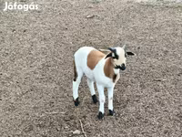 Dume la kondoo, Cameroon sheep — picha 2