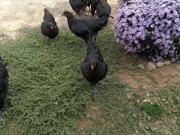 Jersey Giant