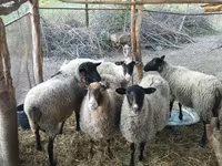 Ovca, Romanov sheep — fotografija 1