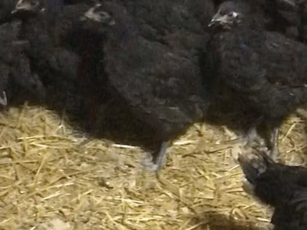 Chickens