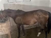 Kobila, Anglo-Arabian — fotografija 6