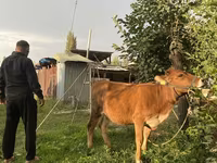 Dibi, Cattle — sawirka 1