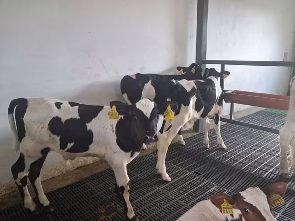 Bulle, Russian Black pied cattle
