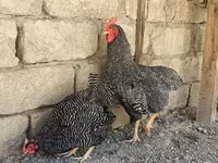 سلووینین بارڈ ہن — تصویر 1