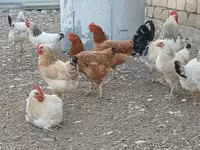 لاکنفلدر — عکس 2