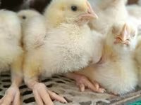 Chickens — foto 2