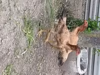 Chickens — foto 5