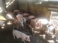 Babi jantan, Pigs — foto 1