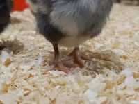Chickens — عکس 1