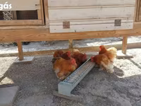 Pekin Bantam — foto 1