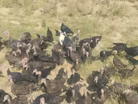 Turkeys — รูปภาพ 2