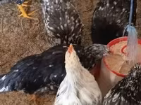Chickens — รูปภาพ 6