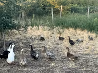 ክሪስትድ — ፎቶ 2