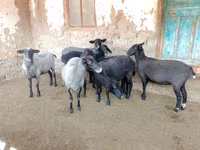 Овца, Romanov sheep — снимка 6