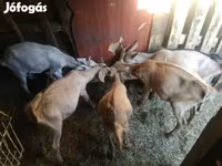 بز ماده, بز — عکس 3