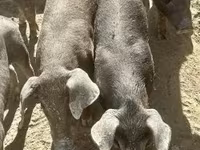 Schweine (Partie, Geschlecht nicht angegeben), Мангалица — Foto 3