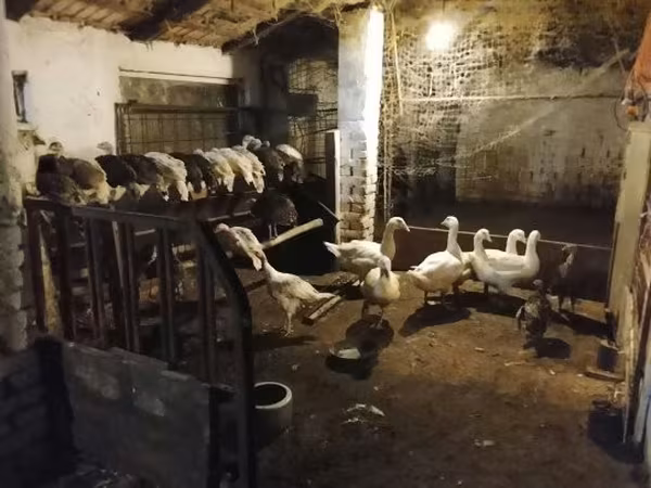 Turkeys — Hungary