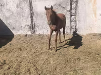 Cal, Thoroughbred horse — foto 3